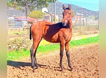 PRE Mix, Merrie, 1 Jaar, 165 cm, Roodbruin