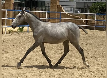 PRE, Merrie, 1 Jaar, 165 cm, Schimmel