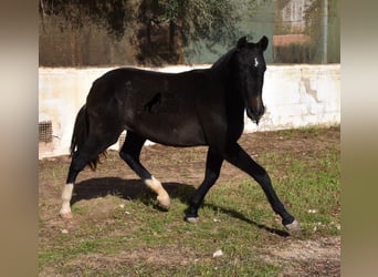 PRE, Merrie, 1 Jaar, 165 cm, Schimmel