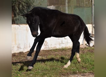 PRE, Merrie, 1 Jaar, 165 cm, Schimmel