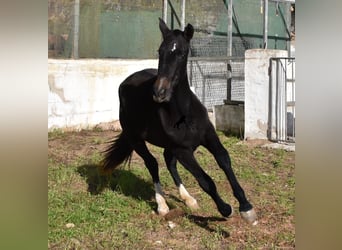 PRE, Merrie, 1 Jaar, 165 cm, Schimmel