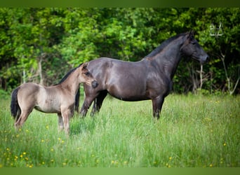 PRE Mix, Merrie, 1 Jaar, 165 cm, Zwart