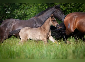 PRE Mix, Merrie, 1 Jaar, 165 cm, Zwart