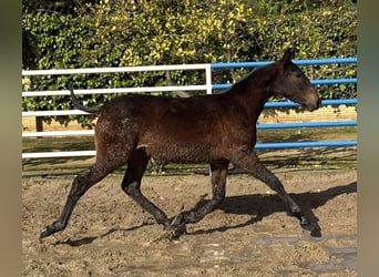 PRE Mix, Merrie, 1 Jaar, 167 cm, Bruin