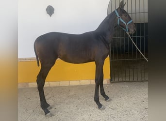 PRE Mix, Merrie, 1 Jaar, 168 cm, Schimmel