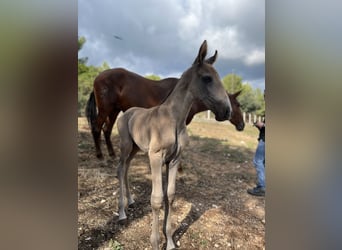 PRE Mix, Merrie, 1 Jaar, 170 cm, Falbe