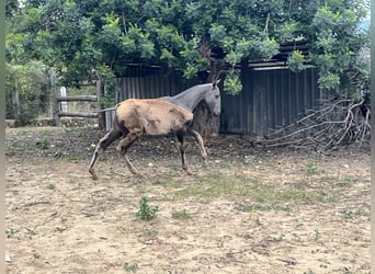 PRE Mix, Merrie, 1 Jaar, 170 cm, Falbe