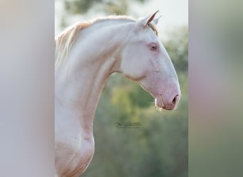 PRE Mix, Merrie, 1 Jaar, 170 cm, Falbe