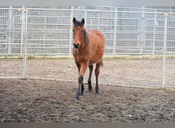 PRE, Merrie, 1 Jaar, Bruin