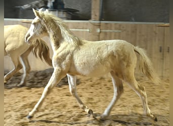 PRE Mix, Merrie, 1 Jaar, Cremello