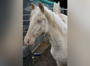 PRE Mix, Merrie, 1 Jaar, Cremello