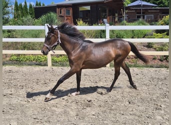 PRE, Merrie, 1 Jaar, Donkerbruin