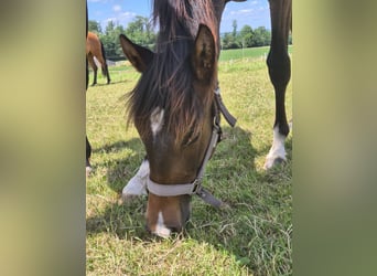 PRE, Merrie, 1 Jaar, Donkerbruin
