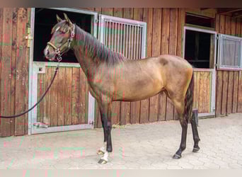 PRE, Merrie, 1 Jaar, Donkerbruin