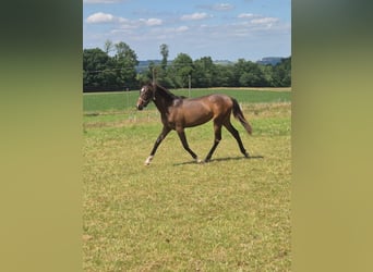 PRE, Merrie, 1 Jaar, Donkerbruin