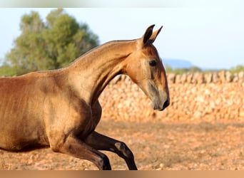PRE Mix, Merrie, 1 Jaar, Donkerbruin