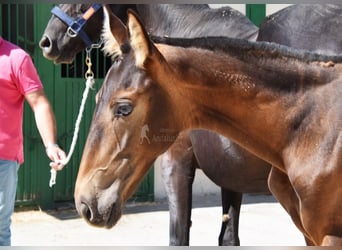 PRE, Merrie, 1 Jaar, Falbe