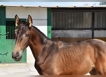 PRE, Merrie, 1 Jaar, Falbe