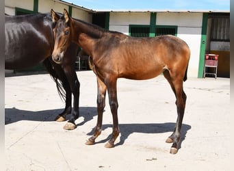 PRE, Merrie, 1 Jaar, Falbe