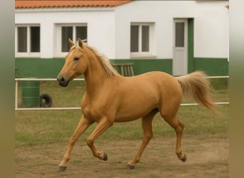 PRE Mix, Merrie, 1 Jaar, Overo-alle-kleuren
