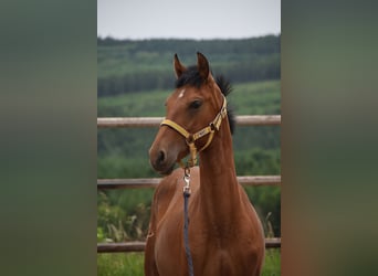 PRE Mix, Merrie, 1 Jaar, Pearl