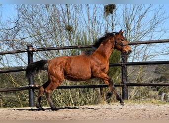 PRE, Merrie, 1 Jaar, Pearl