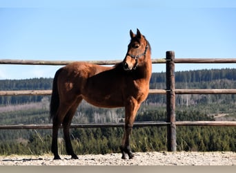 PRE, Merrie, 1 Jaar, Pearl