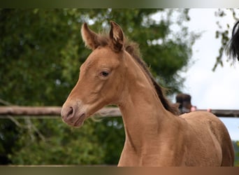 PRE Mix, Merrie, 1 Jaar, Pearl