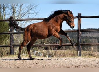 PRE, Merrie, 1 Jaar, Pearl