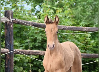 PRE Mix, Merrie, 1 Jaar, Pearl