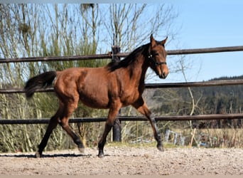 PRE, Merrie, 1 Jaar, Pearl