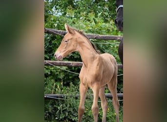 PRE Mix, Merrie, 1 Jaar, Pearl