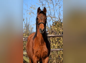 PRE, Merrie, 1 Jaar, Pearl