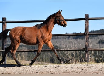 PRE, Merrie, 1 Jaar, Pearl