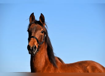 PRE, Merrie, 1 Jaar, Pearl