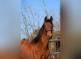 PRE, Merrie, 1 Jaar, Pearl