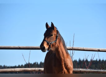 PRE, Merrie, 1 Jaar, Pearl