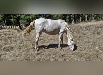 PRE Mix, Merrie, 1 Jaar, Perlino