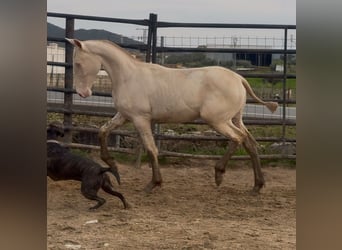PRE, Merrie, 1 Jaar, Perlino