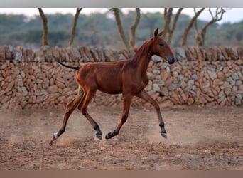 PRE Mix, Merrie, 1 Jaar, Roodbruin