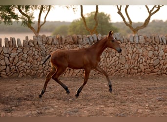 PRE Mix, Merrie, 1 Jaar, Roodbruin