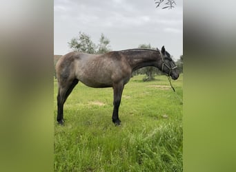 PRE, Merrie, 1 Jaar, Schimmel