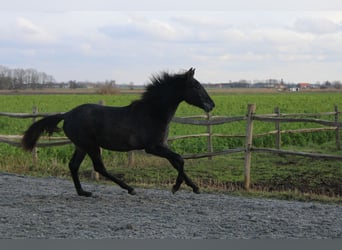 PRE, Merrie, 1 Jaar, Schimmel