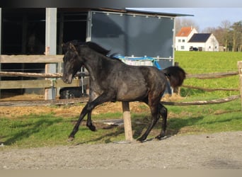 PRE, Merrie, 1 Jaar, Schimmel