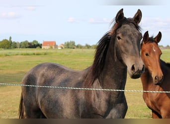 PRE, Merrie, 1 Jaar, Schimmel
