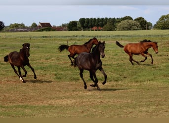 PRE, Merrie, 1 Jaar, Schimmel