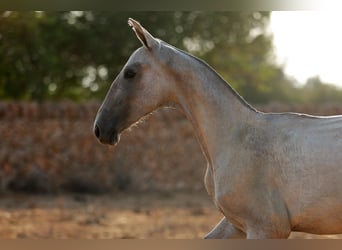 PRE Mix, Merrie, 1 Jaar, Schimmel