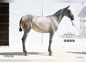 PRE Mix, Merrie, 1 Jaar, Vliegenschimmel