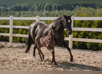 PRE Mix, Merrie, 1 Jaar, Zwart