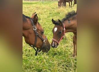 PRE Mix, Merrie, 1 Jaar, Zwart